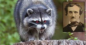 Did Edgar Allan Poe Have a Pet Raccoon?