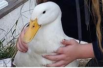 Can You Have a Duck as a House Pet?