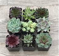 Are Succulents Pet Friendly?