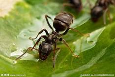 如何防止蚂蚁入侵宠物食品