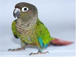 Is a Green Cheek Conure a Good Pet?