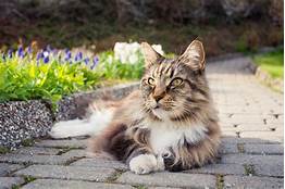 Is a Maine Coon a Good Pet?