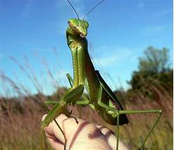 Can You Keep Praying Mantises as Pets?