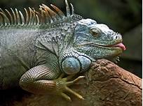 Are Pet Iguanas Dangerous?