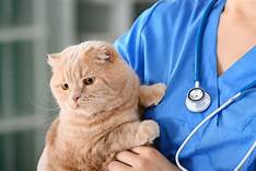 Does Pet Insurance Cover Spaying and Neutering?