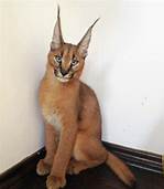 Can You Have a Pet Caracal?