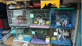 Do Pet Stores Throw Away Animals?