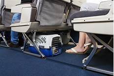 How to Add a Pet to United Flight