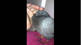 How to Get a Pet Pigeon