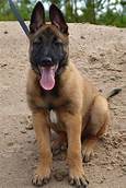 Are Belgian Malinois Good Family Pets?