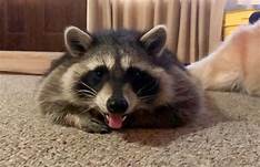 Can I Have a Pet Raccoon in Texas?