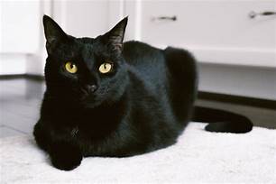 Are Black Cats Good Pets?