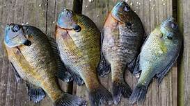 Can You Keep Bluegill as Pets