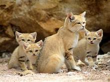 Can a Sand Cat Be a Pet?