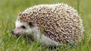Are Hedgehogs Good Pets for Beginners?