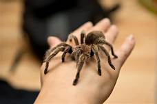 How Much Does a Pet Tarantula Cost?