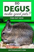 Are Degus Good Pets?