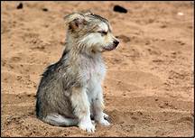 How Can I Get a Wolf as a Pet?