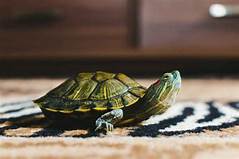 How Long Can Pet Turtles Go Without Eating?