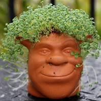 Are Chia Pets Made from Chia Seeds?