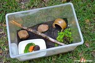 How to Take Care of a Snail as a Pet