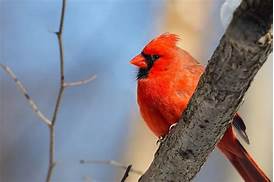 Can You Keep a Cardinal as a Pet in Texas?