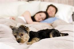 Can Pets Have Bed Bugs?