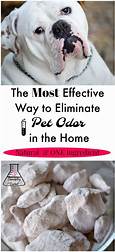 How to Eliminate Pet Odor in the Air