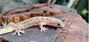 Can You Have a Pet Salamander?