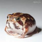 Can You Keep Rain Frogs as Pets?