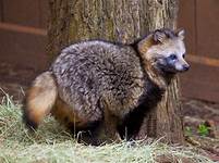 Are Raccoon Dogs Pets?