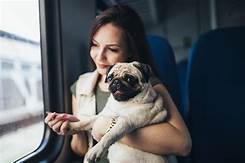 Does Allegiant Allow Pets?