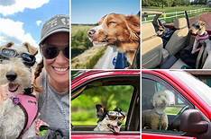 Can Pets Ride in Lyft?