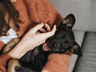 How to Keep House Smelling Good with Pets