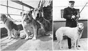 How Many Pets Were on the Titanic?