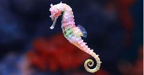 Can Seahorses Be Pets?