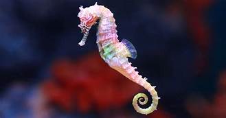Can You Get a Pet Seahorse?