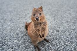 Can You Have Quokkas as Pets?