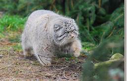 Are Pallas Cats Good Pets?