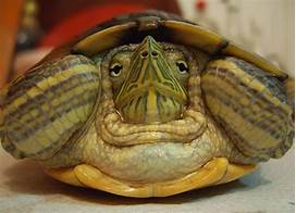 How Long Do Pet Turtles Live For?