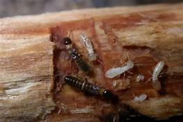 Can You Buy Termites at a Pet Store