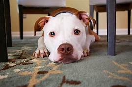 How to Get a Pet Stain Out of Carpet