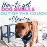 How to Clean Pet Odor from Couch