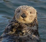 Can You Have an Otter as a Pet in Florida?