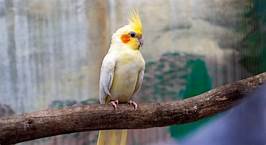 How Long Do Pet Cockatiels Live?