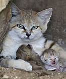 Can You Have a Sand Cat as a Pet?