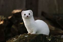 Are Stoats Good Pets?