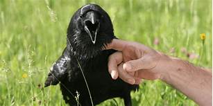Can a Raven Be a Pet?