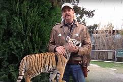 Is it Legal to Own a Tiger as a Pet?