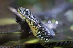 Do Garter Snakes Make Good Pets?